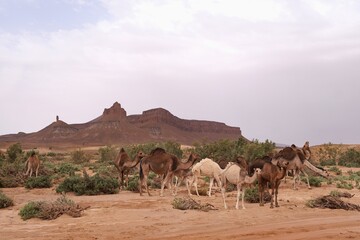 Herd of camels in oasis  in the desert. Mountains in the background. Sahara, Morocco.