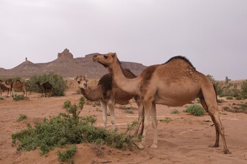 Herd of camels in oasis  in the desert. Mountains in the background. Sahara, Morocco.