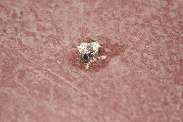 Bird Poop on the Floor