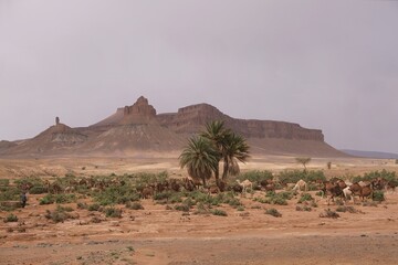 Camels in oasis with palm trees in the desert. Mountains in the background. Sahara, Morocco.