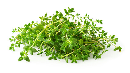 Obraz premium Fresh thyme! Aromatic herb, perfect for seasoning. Add a touch of flavor to your dishes with this versatile ingredient.