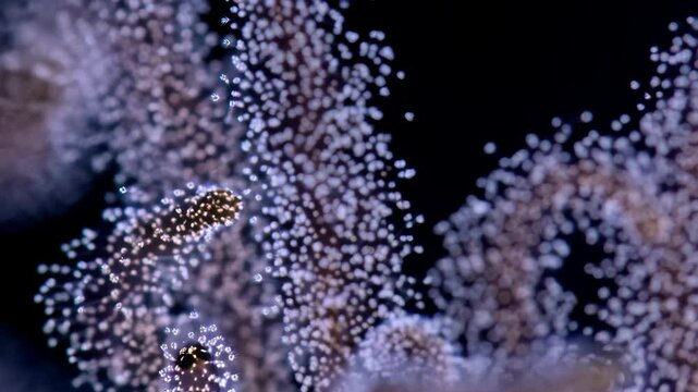 Underwater Hydroid Colony with Numerous Polyps Attached to Stems in Dark Ocean Environment