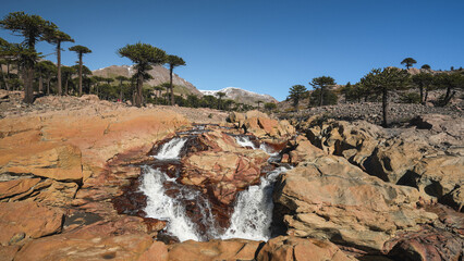 Cascada de la Culebra waterfall with Araucaria Pehuen trees. Caviahue, Neuquen, Argentina
