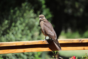 
Chimango chick. A bird of prey's nestling