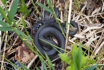 A snake hiding in the grass