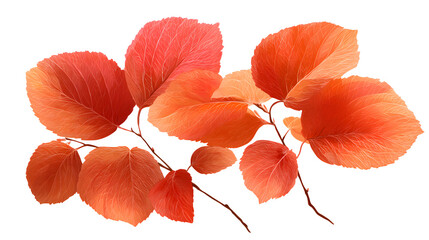 Obraz premium realistic red and orange leaves gently overlapping, isolated on transparent background