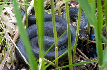A Natrix natrix snake hidden in vegetation, grass