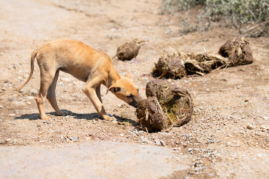 Homeless hungry street puppy dog eating elephant shit in India, abandoned and unhappy, stray pet, indian pariah dogs