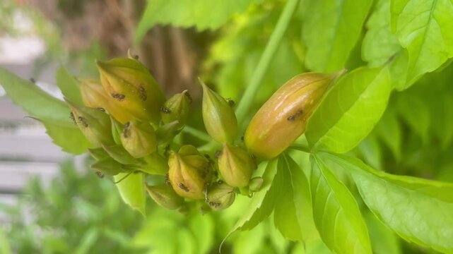Ants exploring the buds of a charming Campsis flower from the Bignoniaceae family