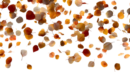 realistic scatter of small birch leaves in fall colors, isolated on transparent background