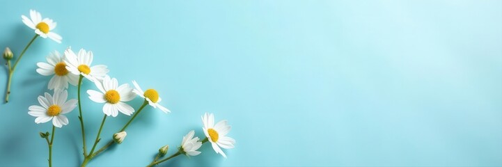 Fototapeta premium Tiny white flowers on a soft blue backdrop, sunlit, trendy shadow Copy space , elegant, light, texture