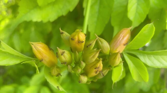 Ants exploring the buds of a charming Campsis flower from the Bignoniaceae family