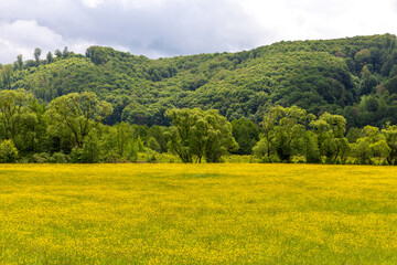 Fototapeta premium Landscape with many yellow flowers in the field and forest in the background