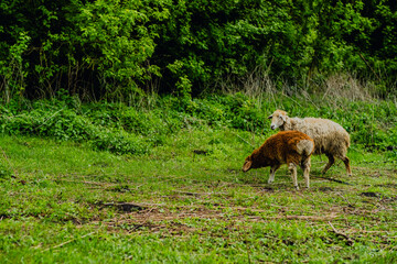Two sheep are grazing on fresh grass in a vibrant green pasture The warm sunlight creates a serene atmosphere in this rural landscape The scene embodies tranquility and natural beauty