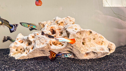 Colorful guppies in freshwater aquarium swimming around coral-style rock with black substrate.