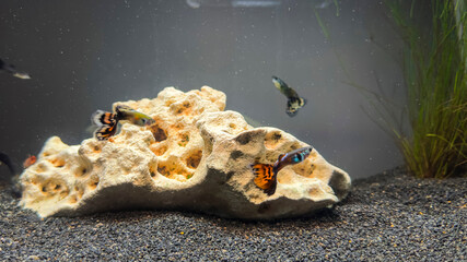 Guppy fish swimming near natural rock in freshwater aquarium with black gravel, aquatic plants, and clear water. 