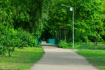 Bright spring greenery of trees in the city park.