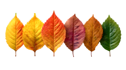 a realistic row of five fall leaves, each in different colors, isolated on transparent background
