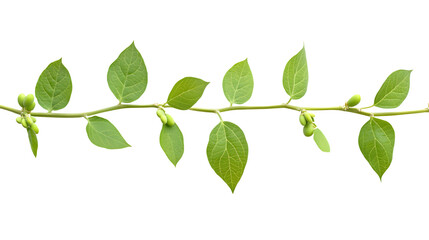 Close-up Soybean Plant Branch with Beans and Leaves