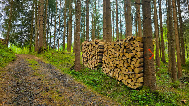 Stacked tree trunks in a forest next to a path. Caring for the environment in Europe. Green energy, responsible attitude to resources and environmental protection. Harvesting firewood for the winter.