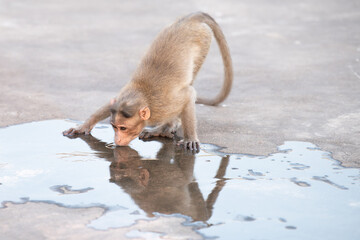 Barbary macaque ape, rhesus monkey drinking water from a puddle, conflict of wildlife and urban...