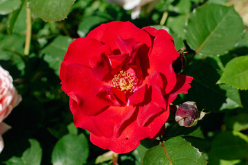 Old rose with a very intense fragrance, beautiful flower