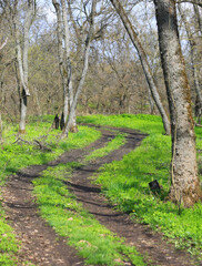dirt road in spring forest