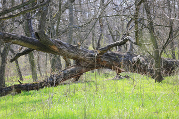old dead tree