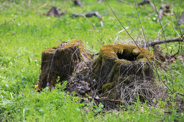 old oak stump