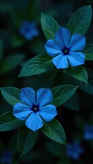 Deep blue blooms, rich green foliage, moody backdrop, dark background, photo, design