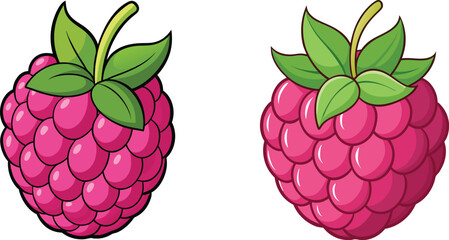 Two ripe raspberries with green leaves isolated on white background vector illustration