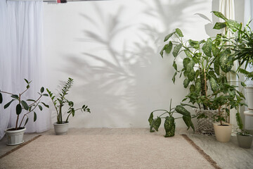 Green indoor plants arranged strategically in a minimalistic room with a bright atmosphere