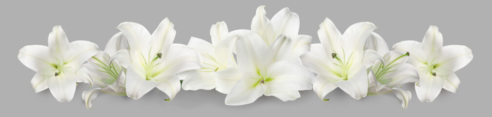 Obraz premium Beautiful white lily flowers on grey background. Banner design