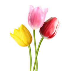 Beautiful colorful tulips isolated on white. Spring flowers