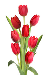 Obraz premium Beautiful red tulips isolated on white. Spring flowers