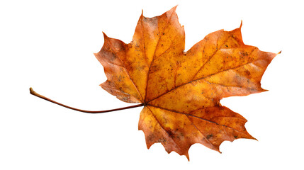 Fototapeta premium a single orange maple leaf with slight decay, isolated on transparent background