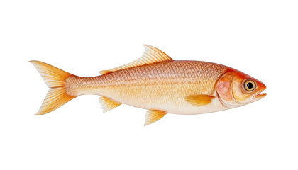 Obraz premium Intriguing portrait of a goldfish on dark background, captivating closeup goldfish