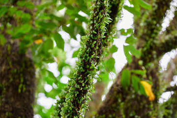 Low angle view of Drymoglossum piloselloides (L.) Presl growing on tree