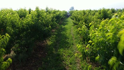 Aerial camera pushing into tractor in a peach orchard while farmers pick fruit.