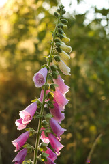 Beautiful And Dreamy Pink Foxglove