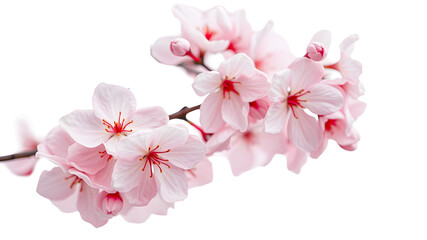 Obraz premium Pink cherry blossom flowers blooming on a branch, isolated on white, capture the beauty of spring nature