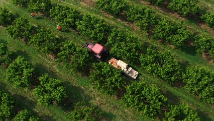 Turning aerial view of tractor pulling a trailer full of peaches as farmers pick fruit from the trees during the harvest.