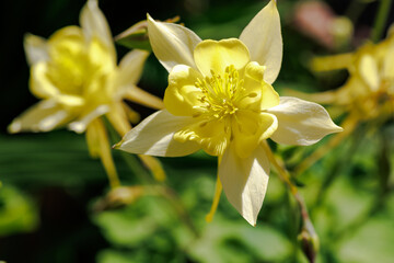 キバナオダマキの花