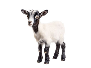 a white and black goat