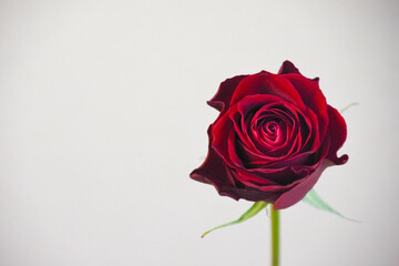 赤い薔薇