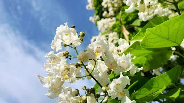 Video of beautiful white flowers with many purple dots and orange areas inside inflorescence of ornamental tree named Catalpa speciosa close-up against blue sky with blurred clouds. Beauty in nature