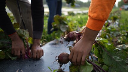 Slow motion closeup view of beets being pulled out of the ground through the plastic mulch by a...