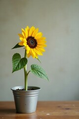 Obraz premium Single sunflower in a small silver pot, rustic setting , simple, floral design