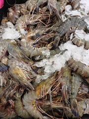 Tiger prawns (Penaeus monodon), how to store prawns in supermarkets, stored in boxes filled with shaved ice to keep the prawns fresh