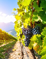 Naklejka premium red wine grapes:vineyard